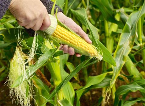 How to Grow Sweet Corn at Home