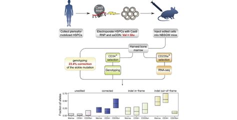 Tackling Sickle Cell Disease with CRISPR | Swiss National Center of ...