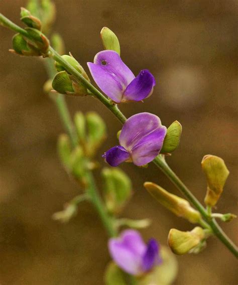 The world of plants and flowers: DOLICHOS FLOWER