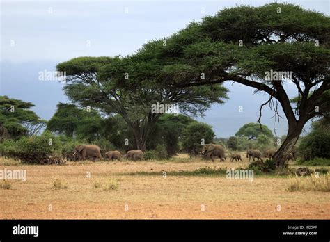 Elephants in Amboseli national park Stock Photo - Alamy