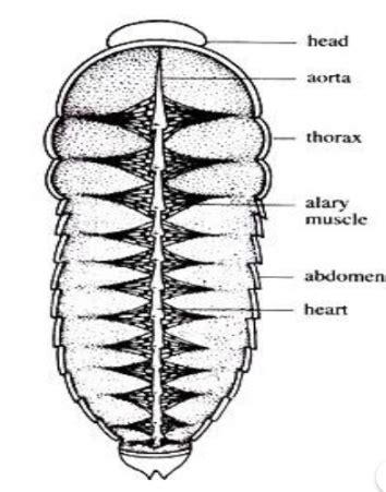 How Many Hearts Does a Cockroach Have