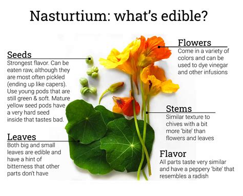 Nasturtium guide: what's edible & how to use it - Ask the Food Geek