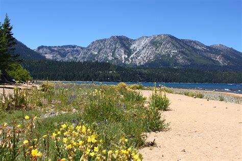 South Lake Tahoe beach with flowers #1 July 2010 South Lake Tahoe ...