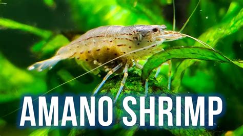 AMANO SHRIMP CARE – Best Algae Eater for Planted Tanks? - YouTube