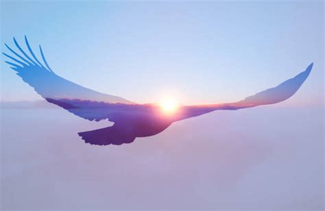 Eagle Flying High Stock Photos, Pictures & Royalty-Free Images - iStock