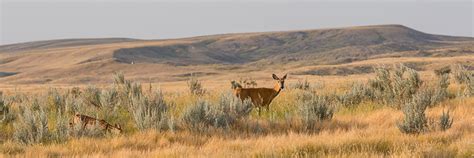 Grasslands National Park, Awesome Grasslands National Park, #38135