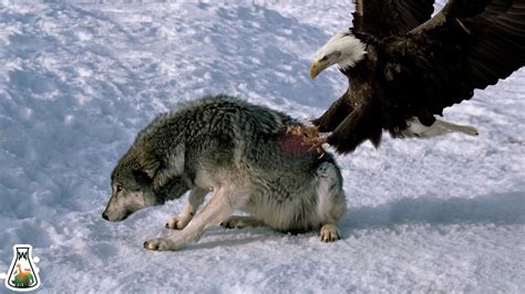 How Can Eagles Kill Prey Much Bigger Than Them? - YouTube