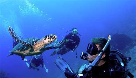 Unique Tortola diving experience - Virginbookings.com