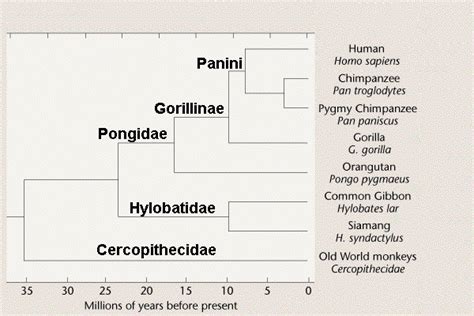 Anthropoid Classification: phylogenetic