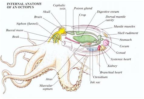 anatomy - Does the octopus have an anus? What does it look like? - Biology Stack Exchange