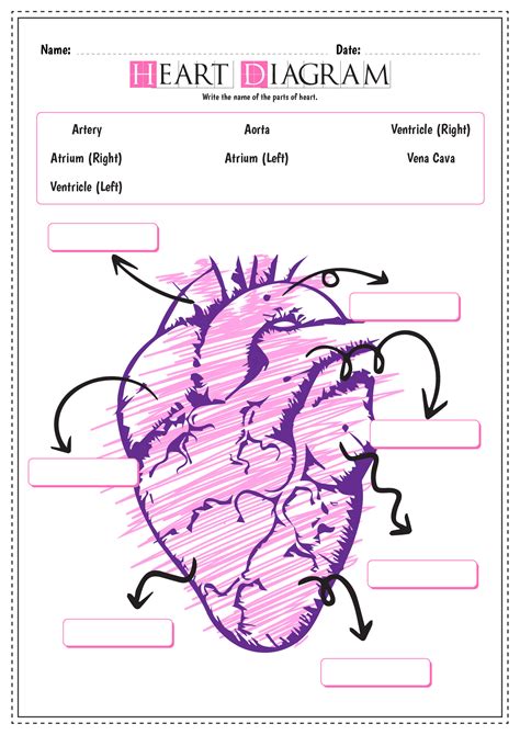 Label The Heart Activity