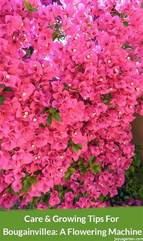 Bougainvillea Flower Colors