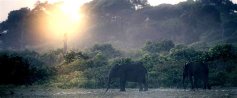 Gabon Wildlife - Gabon Wildlife Camps & Safaris | GABON