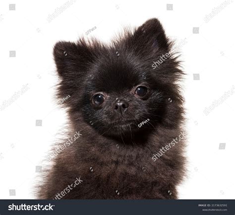 Black Spitz Dog Isolated On White Stock Photo 2173632591 | Shutterstock