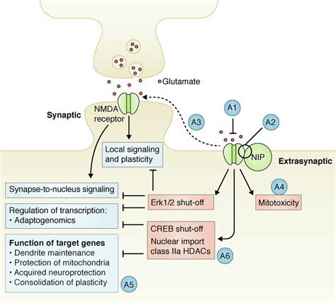 Nmda Receptor