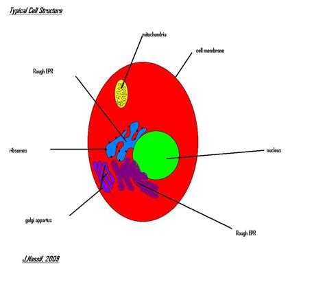 Red Blood Cell Diagram Labeled - ClipArt Best