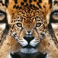 Jaguar Animal GIF - Jaguar Animal Stare - GIF 탐색 및 공유