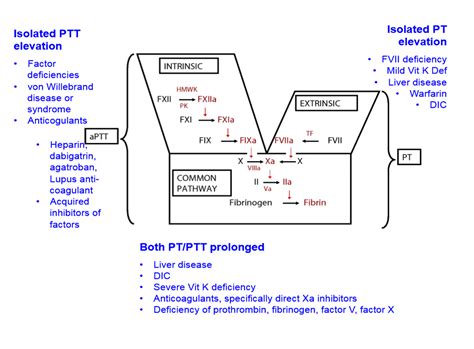 Extrinsic Pathway Coagulation Cascade