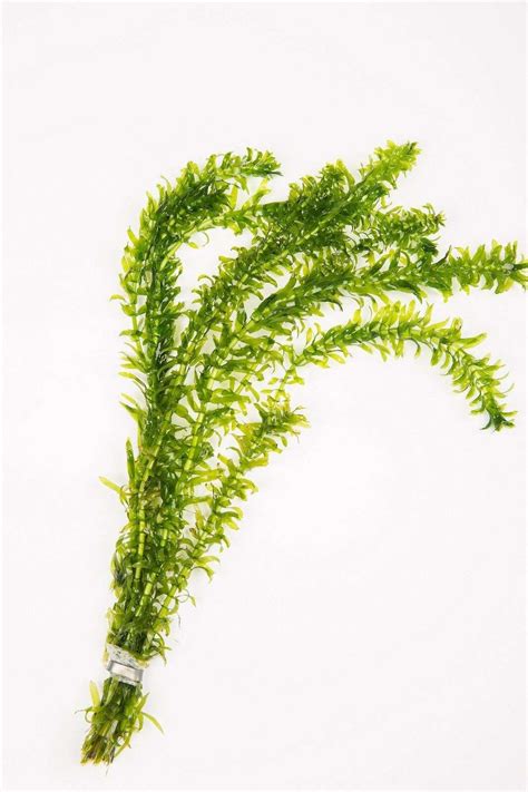 Egeria Densa – 1- 500 Bunches / Oxygenating Pond Water Plants/ weed – pond – OX004 ...