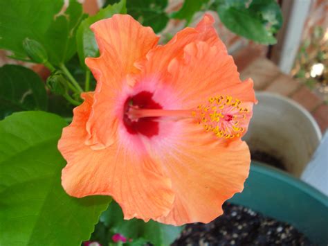 orange hibiscus | Flowers, Plants, Hibiscus