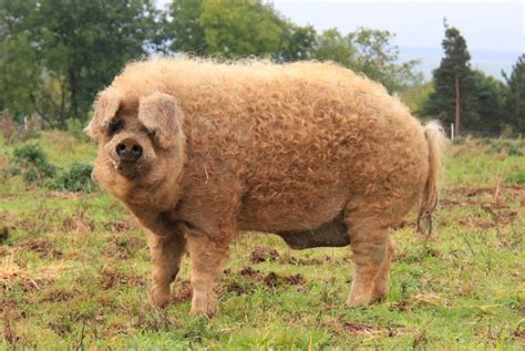 Mangalica pig meat enjoys success in Asian markets - Euromeatnews.com