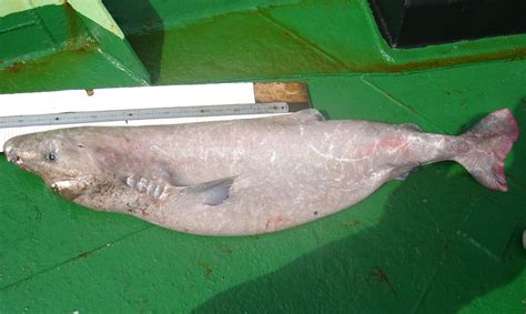 Southern Sleeper Shark | Somniosus antarcticus | Shark Database