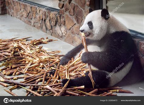 Cute Giant Panda Eating Bamboo Panda Bear Sitting Pile Bamboo Stock ...