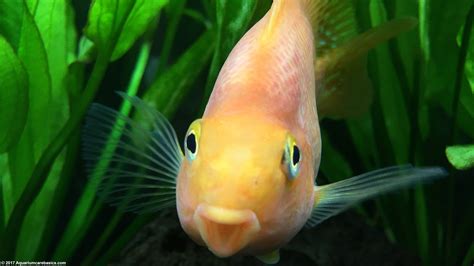 Video Of Fish In Aquarium at Nancy Rose blog