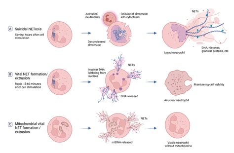 Mechanisms of NET formation. (A) Suicidal NETosis occurs over several ...