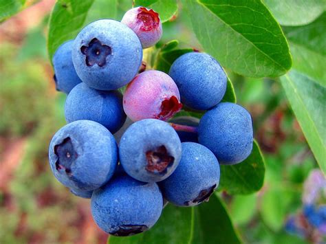 some blueberries are growing on the tree