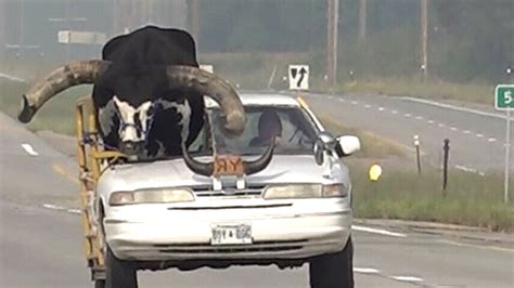 U.S. man pulled over has bull in his car