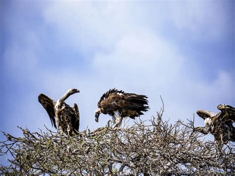 Bald Eagle Nesting - How Big the Size of Bald Eagle Nesting Is [Here ...