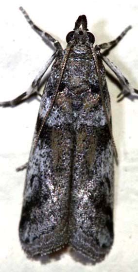 Amyelois transitella (Navel orangeworm moth)