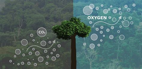 How Trees Reduce Air Pollution - Perfect Plants Nursery