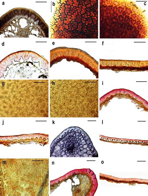 Cross sections through the pericarp in fruit ribs (a, d, e, i, k, n ...