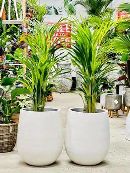 Golden Cane Palm | My Plant Oasis