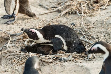 Breeding African Penguin Lat. Spheniscus Demersus at Boulders Stock ...