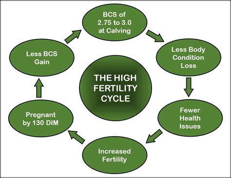 Simple management steps for a high fertility cycle in your dairy herd | Elsevier