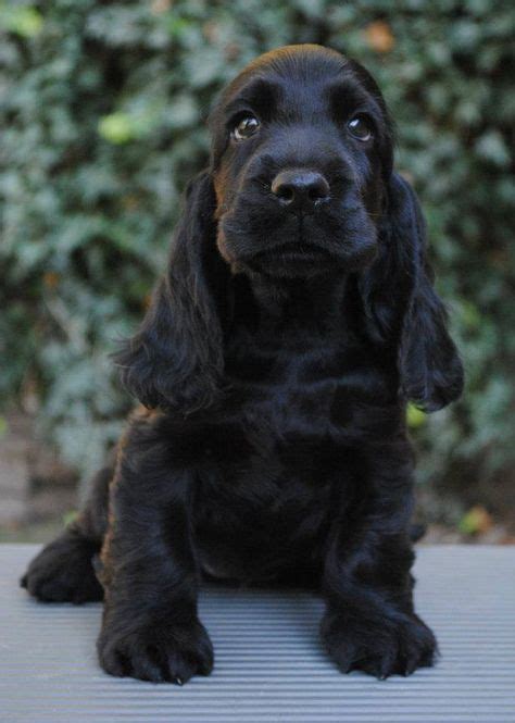 60 Blue Roan Cocker Spaniel ideas | cocker spaniel, blue roan cocker spaniel, spaniel