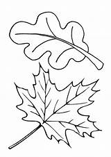 Coloring Pages  Free Printable Leaf Coloring Page sketch template