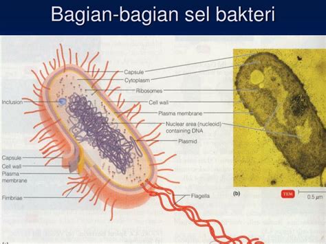 PPT - STRUKTUR DAN MORFOLOGI BAKTERI PowerPoint Presentation - ID:2378255