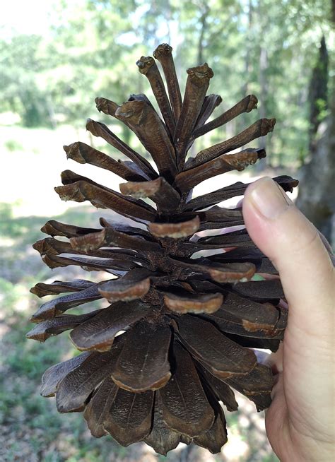 Longleaf Pine Cone