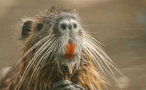 Can Anyone Stomach This Orange-Toothed Giant Rodent? - Modern Farmer