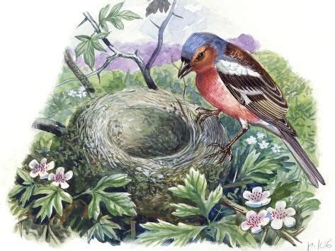 size: 12x9in Giclee Print: Chaffinch (Fringilla Coelebs) Building Nest : Artists Nature Birds ...