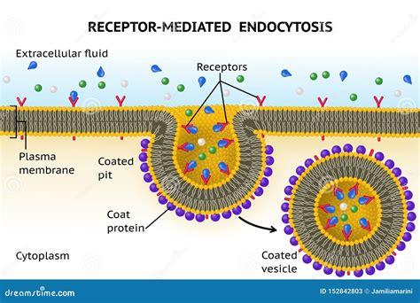 Receptor-mediated Endocytosis Stock Illustration - Illustration of transport, vesicle: 152842803