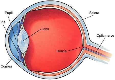 Central serous chorio-retinopathy (CSCR) - Moorfields Eye ...