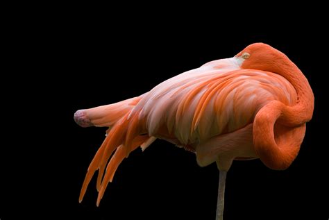 Ask Smithsonian: Why Do Flamingos Stand on One Leg? | At the Smithsonian | Smithsonian