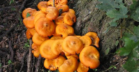 Green-Wood Cemetery Trees: orange mushrooms