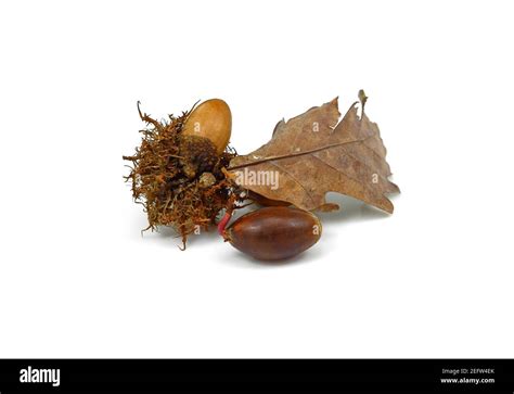 Acorn germination isolated on white background Stock Photo - Alamy