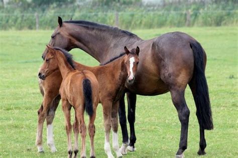 Horse Breeding Techniques And Breeding Management Resources